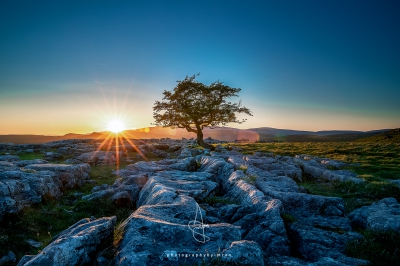 Winskill Stones Tree