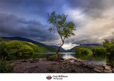 The Lone Tree, Llyn Padarn, May 2022 -