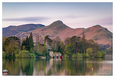 Buttermere Tree