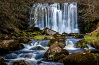 Scale Haw Force