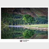 Buttermere Tree