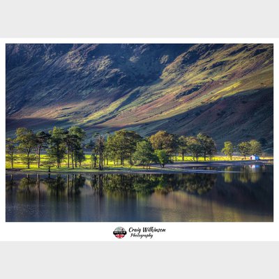Buttermere Pines