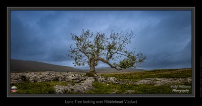 Charlie's Tree