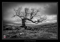 Lone Tree at Ribblhead