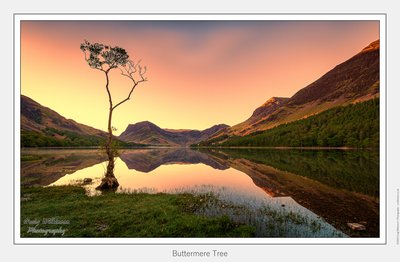 The Lone Tree Buttermere