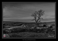 The Tree at Winskill Stones