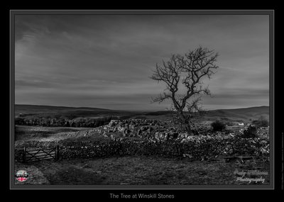 The Tree at Winskill Stones