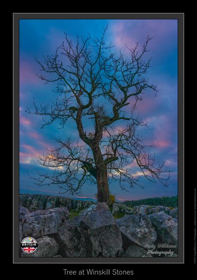 Tree at Winskill Stones