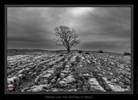 Malham Lone Tree