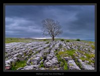 Malham Lone Tree 22nd May